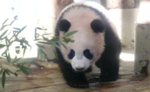 旅日大熊猫香香下月起延长“工时”：游客无需抽签，先到先看
