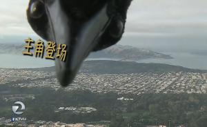 实力抢镜:小鸟闯入天气预报直播