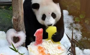 旅马大熊猫靓靓诞下第二只宝宝：体重150克，暂不确定性别