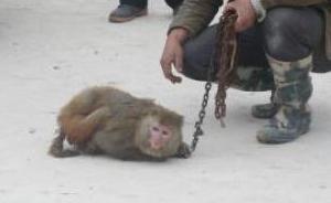云南文山一只二级保护动物猕猴脚掌被夹断，村民用草药救治