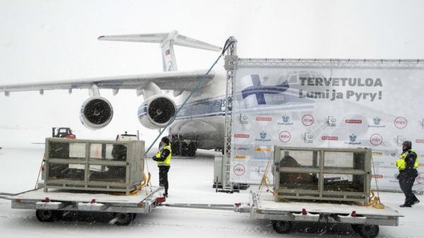 大熊猫雪中抵芬兰：吃着竹子下飞机
