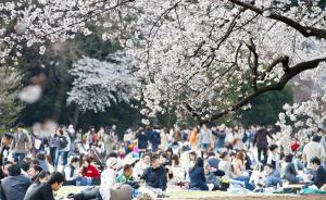日本樱花最早将于3月22日绽放，在东京都心、九州多市等地
