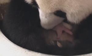 旅马大熊猫诞下第二只宝宝：性别为雌性