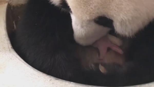 旅马大熊猫诞下第二只宝宝：性别为雌性