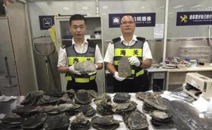 深圳海关查获濒危野生动物玳瑁背甲片246片，为今年首宗