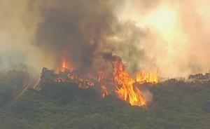 悉尼国家公园突发山火，或因人为纵火