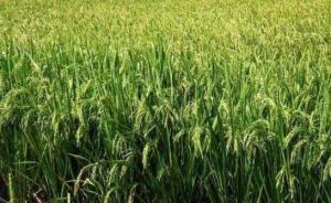 中国转基因抗虫水稻获美国食用许可，在美上市无需审批