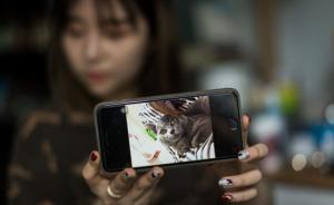 澳洲华人猫贩低价购病猫，社交网络高价卖给中国留学生被投诉