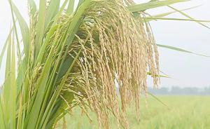 中国转基因水稻获美国食用许可，为何美国让吃我们还不让种