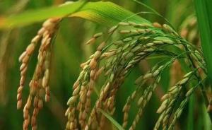 美国FDA到底有没有“批准”中国转基因大米进入市场？