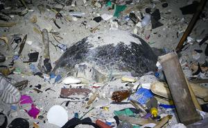对话海龟垃圾堆产卵视频拍摄者：海漂垃圾一年比一年多难清除
