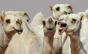 沙特举办骆驼选美比赛，12头骆驼因打瘦脸针被禁赛