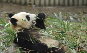 成都林业园林局：责成大熊猫基地核实网传“虐待大熊猫”一事