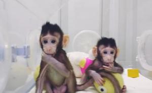 世界首只体细胞克隆猴“中中”在上海诞生，《细胞》发表成果
