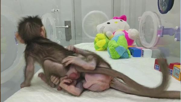 世界首对克隆猴在沪诞生，月底迎第三只