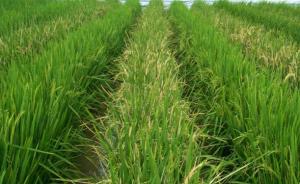 美国批准中国转基因大米的底气：法律不特殊对待转基因食品