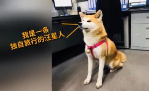 独自“旅行”的秋田犬：挣脱狗绳乘地铁