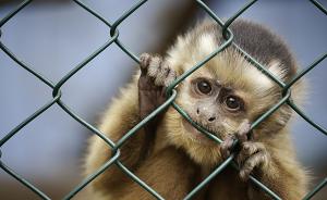 大众“排放门”2年后又曝丑闻：曾利用猴子进行尾气危害试验