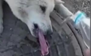 俄罗斯：小狗舔井盖舌头被冻住，好心人浇水化冰帮忙解困