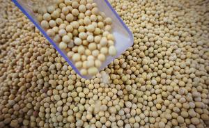 中国去年进口九千万吨大豆，专家：改为自产需7.9亿亩耕地