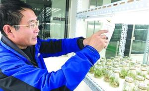中国转基因大米“出国记”：第一次在境外获得食用许可