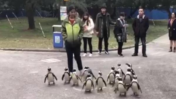 和企鹅漫步！上海动物园推出游园新方式