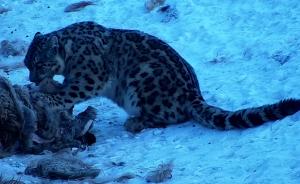 新疆昌吉首次拍到3只下山觅食雪豹视频
