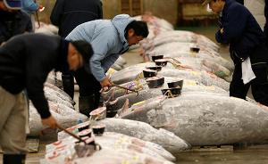 金枪鱼国际会议开幕，日本拟提高蓝鳍金枪鱼捕捞量或遭反对