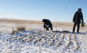 吉林三男子不远千里到内蒙古投毒捕鸟被刑拘，每只一元钱利润