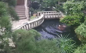監(jiān)控曝光:保姆跌落雇主別墅魚池溺亡