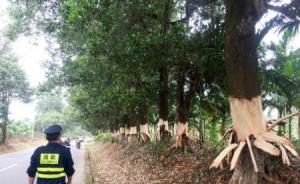 海南定安百余棵公路林惨遭“扒皮”案告破，5名嫌疑人被批捕