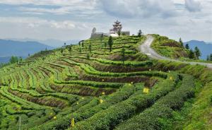 贵州：今年经济作物面积占种植业比重要提高到65%以上