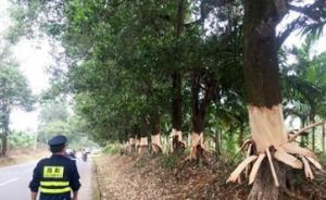 海南百余棵树遭剥皮，嫌犯称因认为防护林遮阳不利其槟榔生长