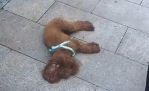 杭州一保安捡到小狗养1个月拒绝归还，争吵中将狗摔死