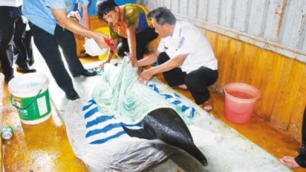 受伤海豚海滩搁浅，酒店员工反映获奖励