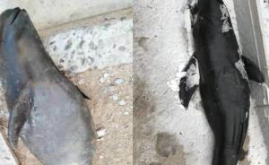 大连广鹿岛海域2条小海豚死亡，疑因海面结冰缺氧导致