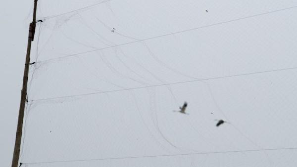 南昌周边又现30米长天网捕猎候鸟