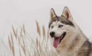 狼何时何地被驯化成狗存四假说，没有一种现代狼基因更接近狗