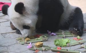 东北大熊猫首个春节：吃喝玩乐样样全
