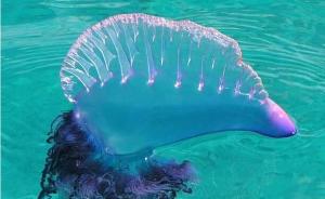 中国驻泰国宋卡总领馆提醒：游玩泰国湾海域要小心剧毒水母