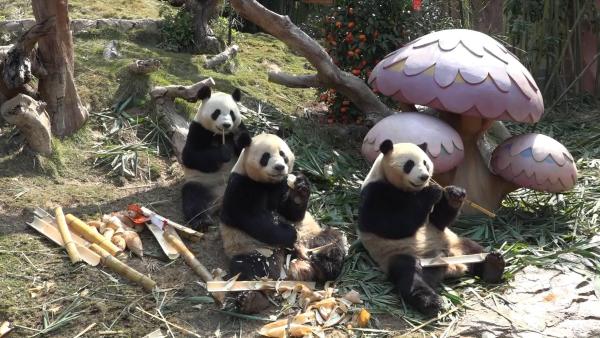 全球唯一熊猫三胞胎吃“元宝”过新年