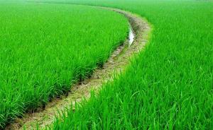黑龙江农委：省内农业绿色有机认证面积已达7600万亩
