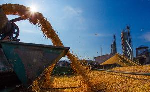 黑龙江粮食产量连续7年全国居首：去年产量达1203亿斤