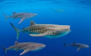 世界鲸鲨日｜明星齐发声呼吁改变鲸鲨濒危命运，其数量已减半