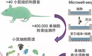《细胞》刊登浙大团队研究的世界首个哺乳动物细胞图谱
