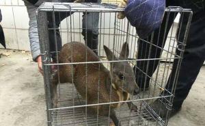 国家一级保护动物“林麝”偷摸进崇州一校园觅食，被警方带走