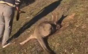 澳大利亚一华人虐杀袋鼠18刀，当地机构：视情况诉讼该男子