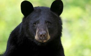 小兴安岭非法捕杀黑熊者已被刑拘：两只当场死亡，一只被解救