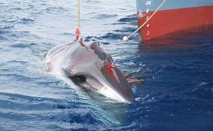 反捕鲸团体今冬将不妨碍日本科研捕鲸：无力对抗军事级技术