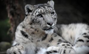 祁连山去年共监测到雪豹251次，专家强调降级不应影响保护